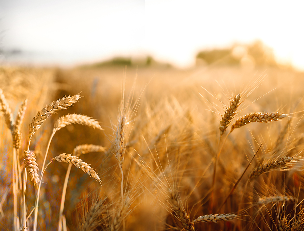Traditional Agriculture