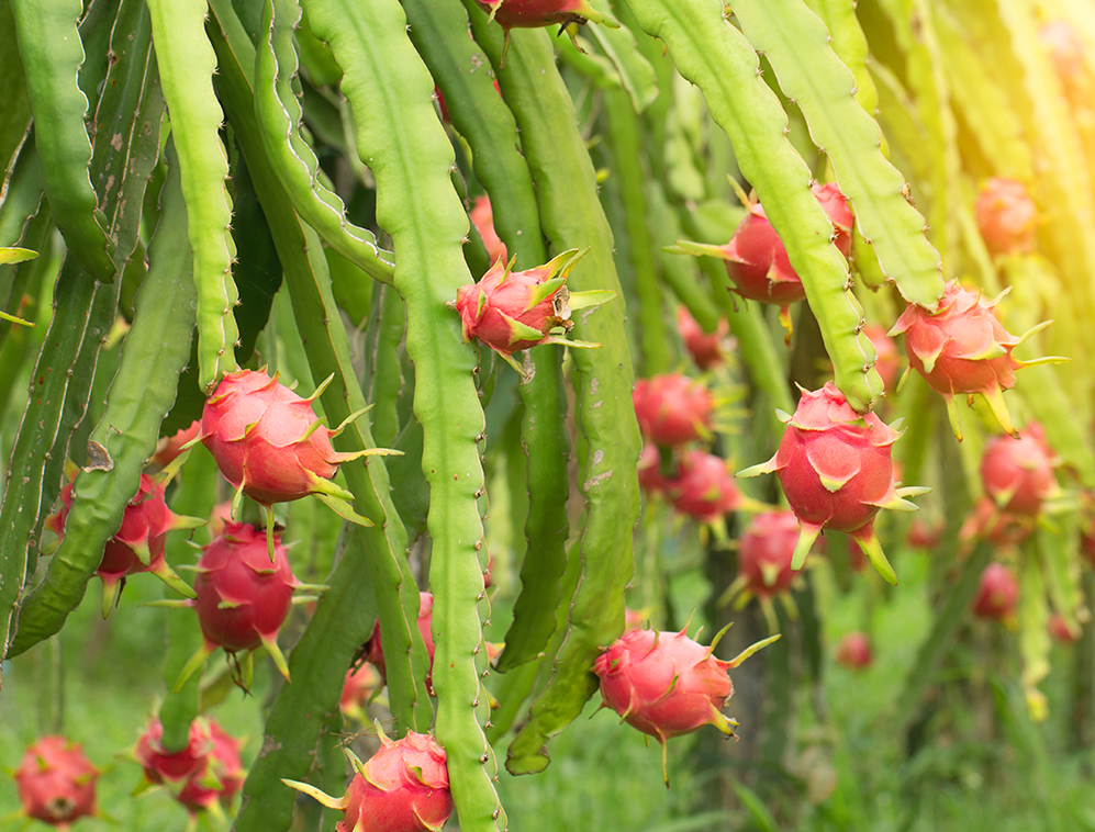 Non-Traditional Agriculture