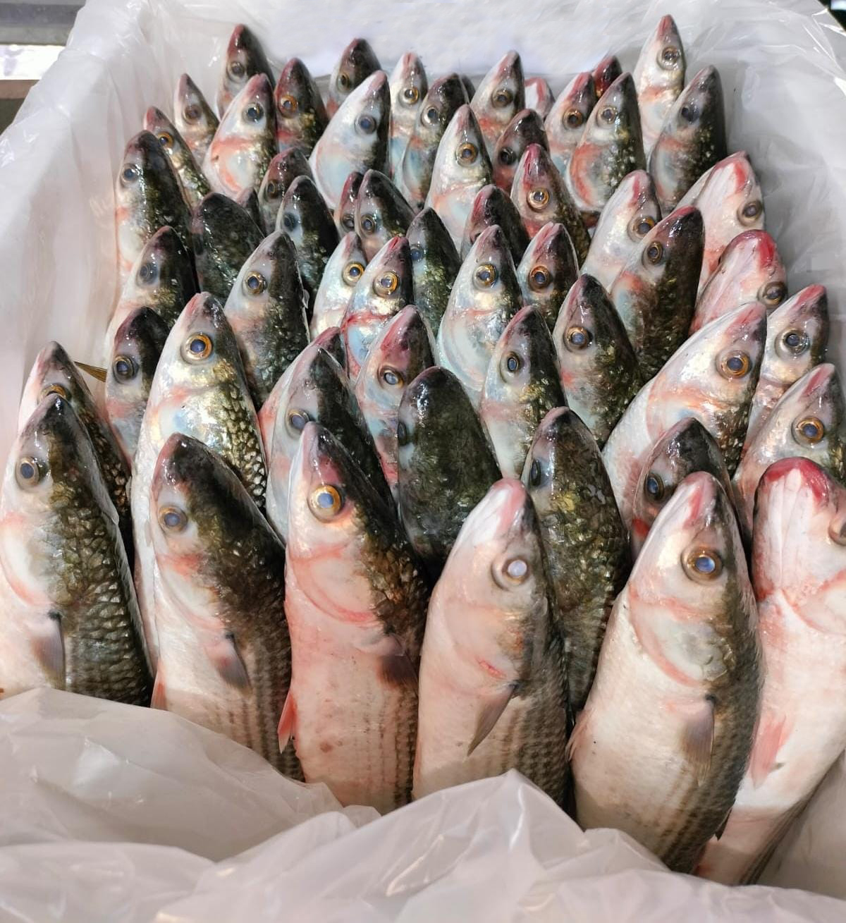Fish Export
